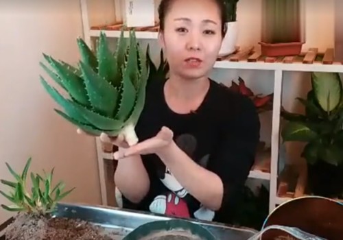 盆栽芦荟长得太高或长歪了不好看怎么办1