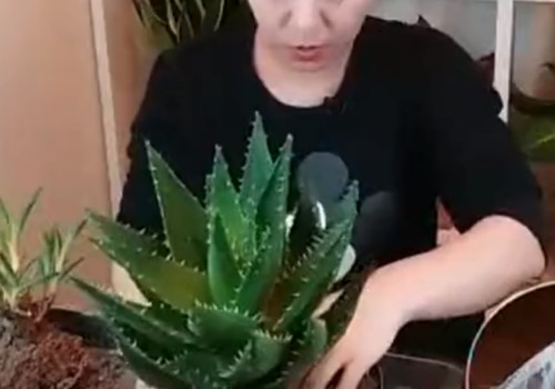 盆栽芦荟长得太高或长歪了不好看怎么办3