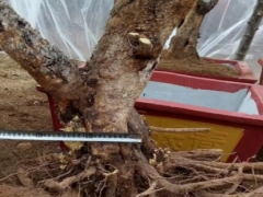 石榴树什么时候移植或移栽