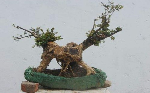 黄杨什么时候移植 移植要注意什么