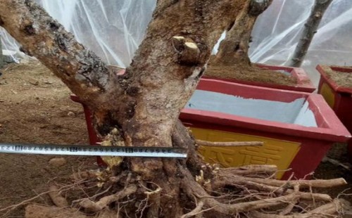 石榴树什么时候移植或移栽
