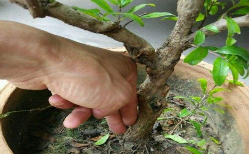 石榴移植注意事项