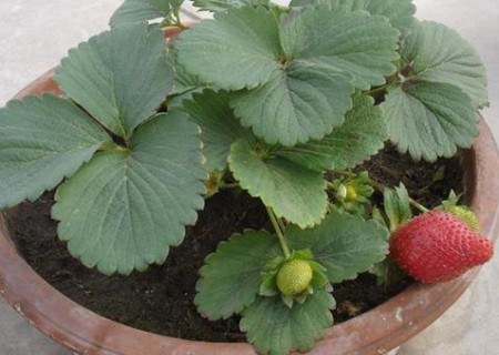 怎样在花盆里种植草莓