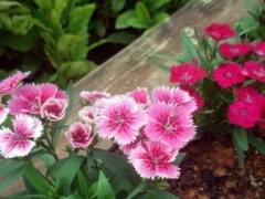 石竹花种子怎么种