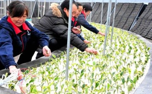 万年青什么时候移盆好 怎样移栽