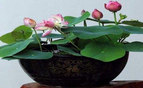 碗莲多久能开花 碗莲当年开花吗