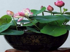 碗莲多久能开花 碗莲当年开花吗