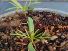 格桑花种子怎么种
