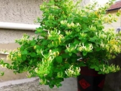 金银花什么时候种植