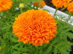 常见花卉植物几月播种