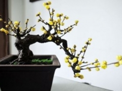 北方时令花卉品种有哪些