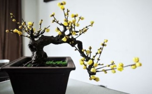 北方时令花卉品种有哪些