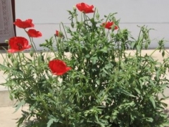 虞美人可以在夏季种植吗 冬天怎么越冬呢