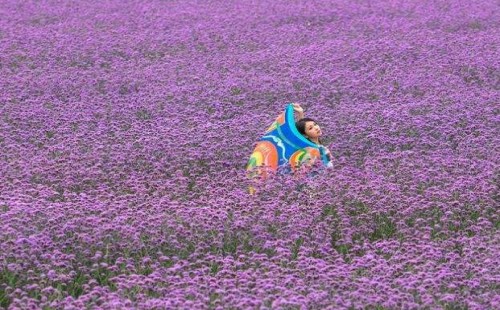 常见的紫色花卉有哪些