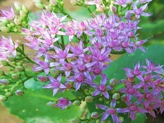 宿根类花卉有哪些特点