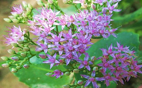 宿根类花卉有哪些特点