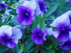 秋冬季节适合种什么花