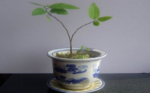 释迦果籽怎么种小盆栽