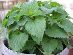 藿香种植技术
