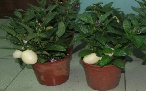 盆栽香瓜的种植方法