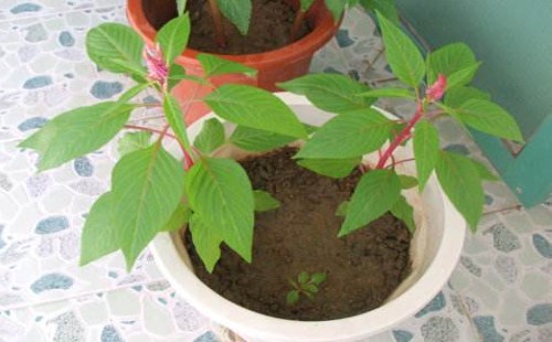 阳台鸡冠花的种植方法