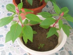 阳台鸡冠花的种植方法