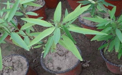 盆栽跳舞草怎么种植
