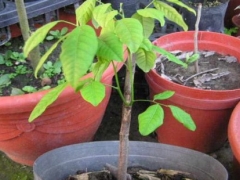 红毛丹怎么种植小盆栽