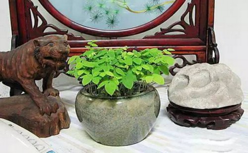 杨桃籽怎么种小盆栽1