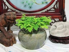 杨桃籽怎么种小盆栽