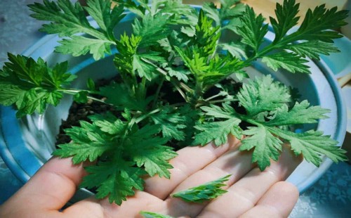 盆栽艾草怎么种植