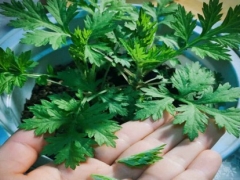 盆栽艾草怎么种植