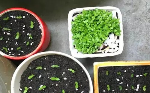 火龙果盆栽生长过程（图解）8