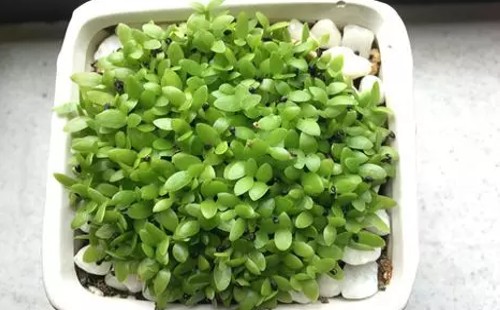 火龙果盆栽生长过程（图解）7