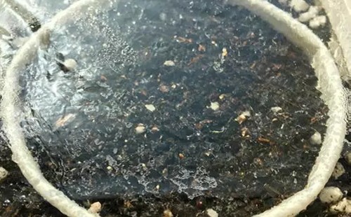 火龙果盆栽生长过程（图解）5