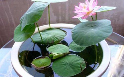 碗莲无土栽培方法