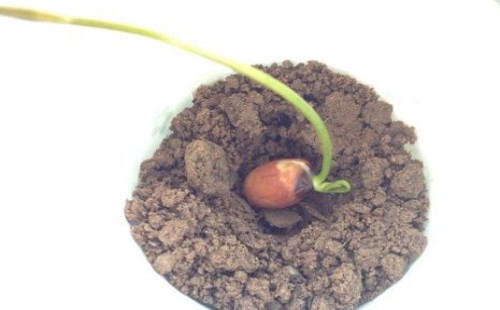 盆栽碗莲什么时候入泥定植1