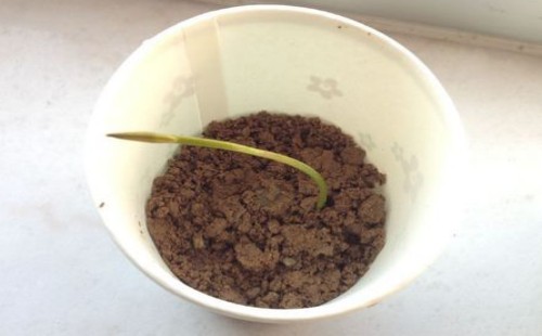 盆栽碗莲什么时候入泥定植3