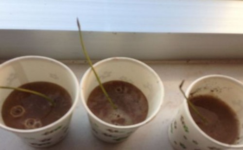 盆栽碗莲什么时候入泥定植5