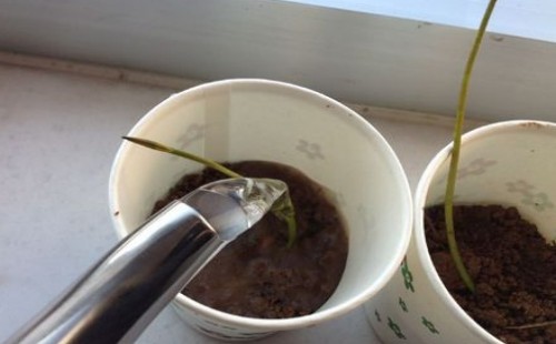 盆栽碗莲什么时候入泥定植4