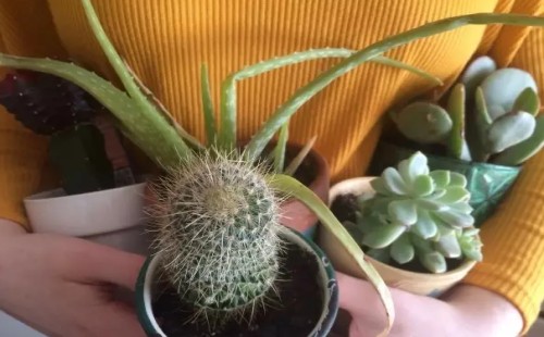 裸根多肉植物怎么种植