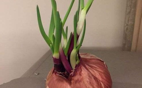 发芽的洋葱怎么种植2