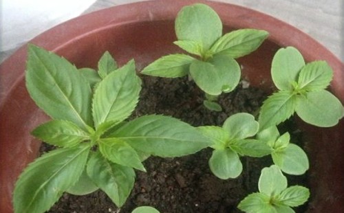 盆栽凤仙花的栽培方法