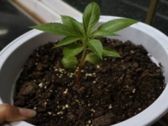 凤仙花种子怎么种