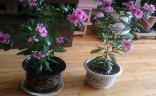 杜鹃花什么时候移栽 有哪些注意事项
