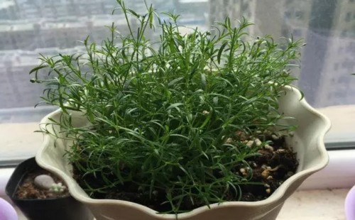 满天星怎么种植会爆盆4
