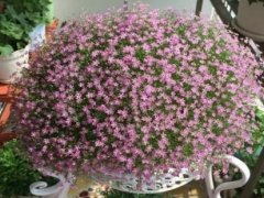 满天星怎么种植会爆盆