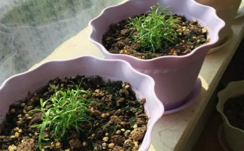 满天星怎么种植会爆盆3