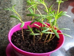 波斯菊盆栽种植方法