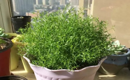 满天星怎么种植会爆盆5